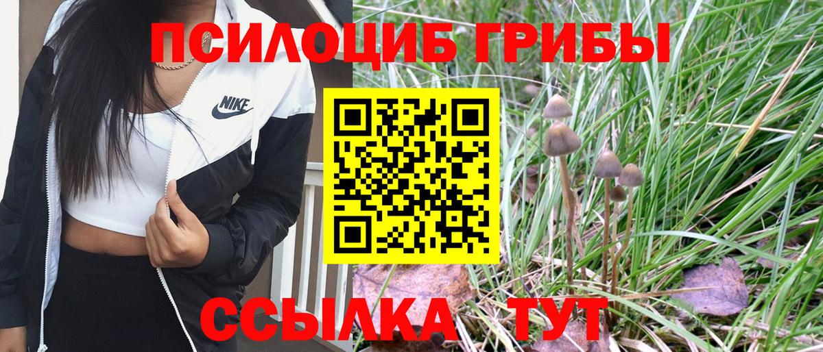 Псилоцибиновые грибы GOLDEN TEACHER Осинники